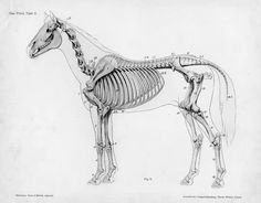 a horse skeleton is shown in this black and white drawing, with the lower half of it's body visible