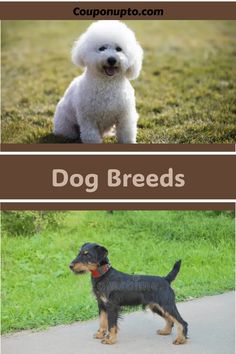 Dog Breeds