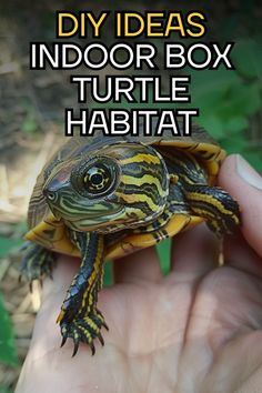a hand holding a small turtle with the words diy ideas indoor box turtle habitat