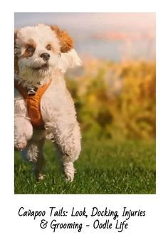 a small white dog standing on top of a lush green field
