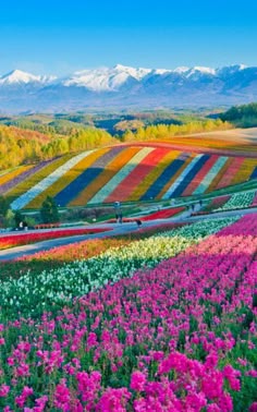 the colorful flowers are blooming in this field