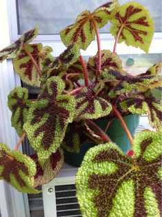 a green and red plant sitting on top of a window sill