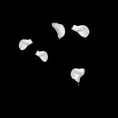 white petals floating in the air on a black background