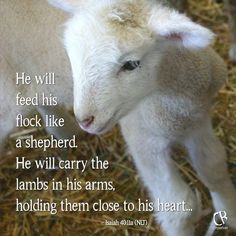 a baby lamb standing in hay with a bible verse