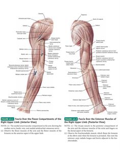 the muscles are labeled in this diagram