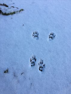 three animal tracks are shown in the snow