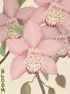 a painting of pink orchids on a white background with the words bloom below it