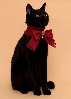 a black cat wearing a red bow tie