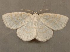 a white moth sitting on top of a sandy beach