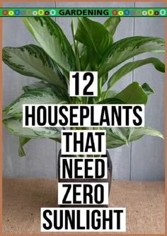 a plant with the words 12 houseplants that need zero sunlight