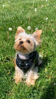 a small dog sitting on top of a lush green field