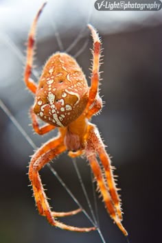 an orange spider with white spots on it's back legs