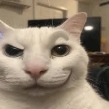 a white cat with black eyes and an odd look on it's face is looking at the camera