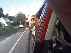 a dog sticking its head out the window of a car