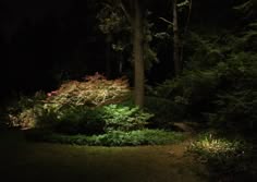 a path in the woods at night with lights shining on trees and bushes around it