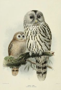 two owls sitting on top of a tree branch