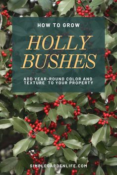 How To Grow Holly Bushes - Add Year-Round Color And Texture To Your Property by simplegardenlife.com