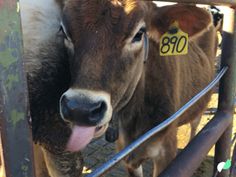 a cow sticking its tongue out behind a fence with a sticker on it's ear
