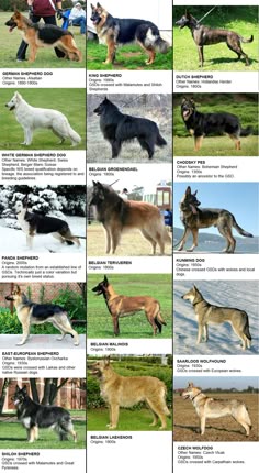 an image of dogs that are in different positions and sizes on the same page, including one