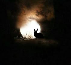 a rabbit is silhouetted in the dark with its ears up