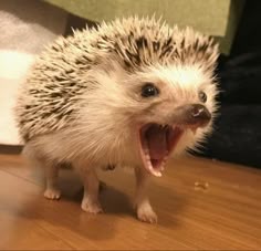 a small hedgehog with its mouth open and it's teeth wide open on the floor