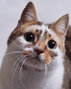 a close up of a cat looking at the camera