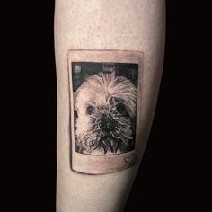 a black and white photo of a small dog on the left calf sleeve with an inset
