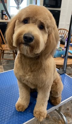 a brown dog sitting on top of a blue table