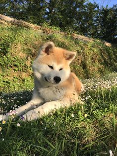 a brown and white dog laying on top of a lush green field covered in flowers