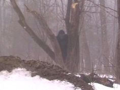 there is a bear that is climbing up a tree in the woods on a foggy day