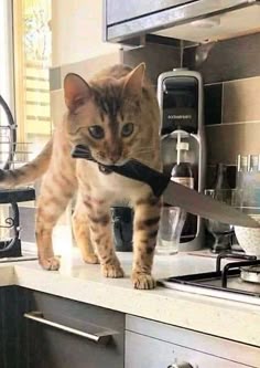 a cat is walking on the counter with a knife in it's mouth and looking at the camera