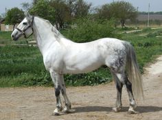 a white horse standing on top of a dirt road