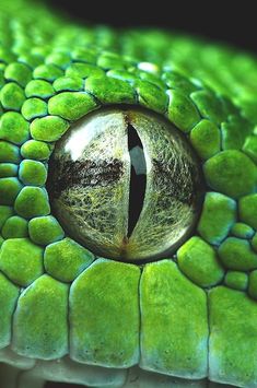 the eye of a green snake is seen in this close up photo taken by an animal photographer