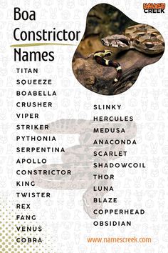 a poster with the names of different types of snakes