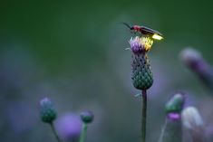 a bug sitting on top of a flower in the middle of some purple and green flowers