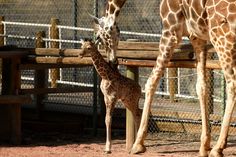 a baby giraffe standing next to an adult giraffe