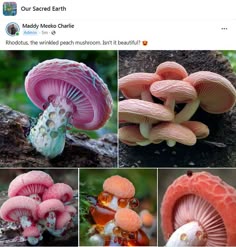 several pictures of different types of mushrooms
