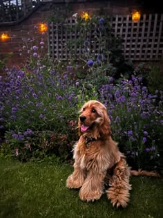 a brown dog sitting on top of a lush green field next to purple and white flowers