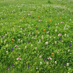 a field full of flowers and grass with trees in the background