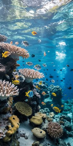 an underwater view of corals and tropical fish