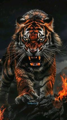 Dangerous Tiger Wallpaper, Wild Tiger Wallpaper, Magnificent Wallpaper, Dangerous Tiger, Pics Of Tigers, Tiger Pic, Cool Tiger, Fierce Tiger, Dark Tiger