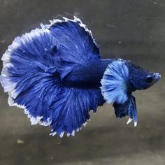 a blue and white siamese fish floating on top of water