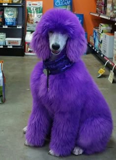 a purple poodle sitting on the floor in a store