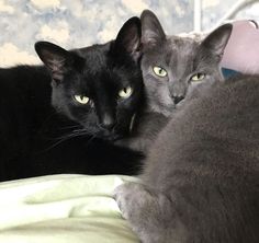 two black cats laying next to each other on top of a bed with green eyes