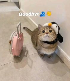 a cat wearing a penguin hat next to a suitcase