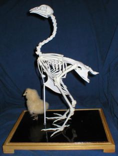 a bird skeleton is standing on a table with a small chick in front of it