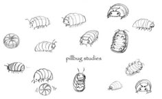 some drawings of different types of bugs