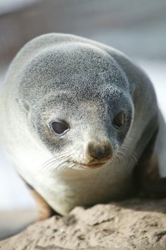 a close up of a seal on a rock