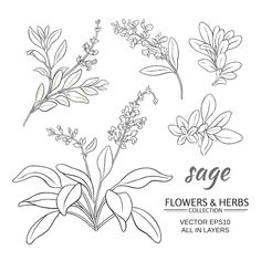 the sage flowers and herbs collection