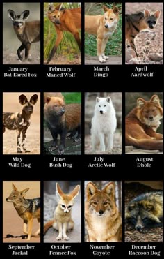 the different types of wild dogs are shown in this poster, which shows them's names